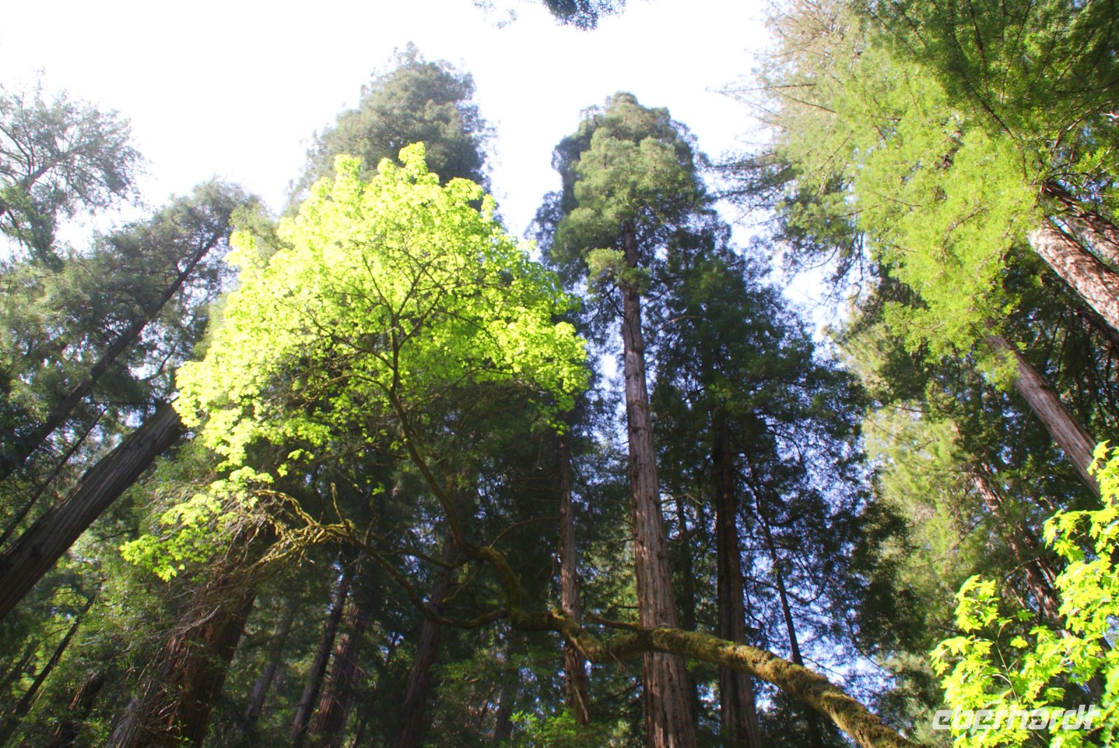 242 Muir Woods