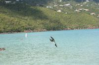 Ein Tölpel saust ins Wasser in der Magens Bay