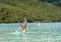 Pelikan in der Magens Bay