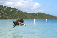 Pelikan in der Magens Bay