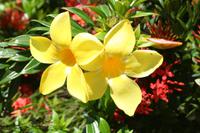 Karibik-Blume auf St. Thomas