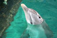 Unser Delfin Cacique