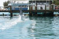 Delfin Cacique im Blue Lagoon Dolphin Center