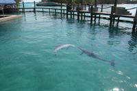 Blue Lagoon Dolphin Center Bahamas