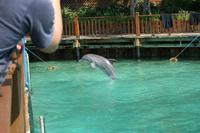 Blue Lagoon Dolphin Center Bahamas