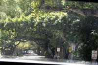 Allee im Nobelviertel Coral Gables Miami