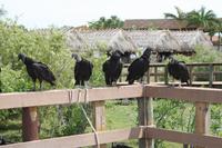 Im Dorf der Miccosukee-Indianer