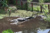 Im Dorf der Miccosukee-Indianer