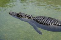 Im Dorf der Miccosukee-Indianer