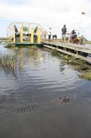 Propellerboot-Fahrt im Everglades-Nationalpark