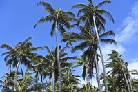 Inselhüpfen Hawaii - Big Island - Punaluu Beach (7) &ndash; &copy; Franziska Barthel (Eberhardt TRAVEL)