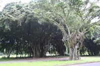 Inselhüpfen Hawaii - Big Island - Banyan Baum (2) &ndash; &copy; Franziska Barthel (Eberhardt TRAVEL)