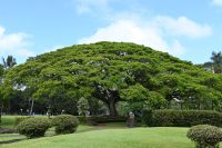 Inselhüpfen Hawaii - Big Island - Japanischer Garten Hilo (4) &ndash; &copy; Franziska Barthel (Eberhardt TRAVEL)