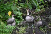 Inselhüpfen Hawaii - Big Island - Nene Gänse &ndash; &copy; Franziska Barthel (Eberhardt TRAVEL)