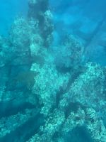 Inselhüpfen Hawaii - Maui - Katamaranfahrt (5) &ndash; &copy; Franziska Barthel (Eberhardt TRAVEL)