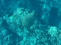 Inselhüpfen Hawaii - Maui - Katamaranfahrt (6) &ndash; &copy; Franziska Barthel (Eberhardt TRAVEL)