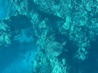 Inselhüpfen Hawaii - Maui - Katamaranfahrt (7) &ndash; &copy; Franziska Barthel (Eberhardt TRAVEL)