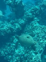 Inselhüpfen Hawaii - Maui - Katamaranfahrt (8) &ndash; &copy; Franziska Barthel (Eberhardt TRAVEL)