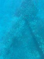 Inselhüpfen Hawaii - Maui - Katamaranfahrt (10) &ndash; &copy; Franziska Barthel (Eberhardt TRAVEL)