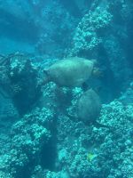 Inselhüpfen Hawaii - Maui - Katamaranfahrt (11) &ndash; &copy; Franziska Barthel (Eberhardt TRAVEL)