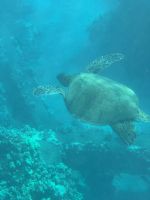 Inselhüpfen Hawaii - Maui - Katamaranfahrt (13) &ndash; &copy; Franziska Barthel (Eberhardt TRAVEL)
