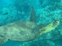 Inselhüpfen Hawaii - Maui - Katamaranfahrt (15) &ndash; &copy; Franziska Barthel (Eberhardt TRAVEL)