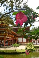 Inselhüpfen Hawaii - Oahu - Byodo-In Tempel (4) &ndash; &copy; Franziska Barthel (Eberhardt TRAVEL)