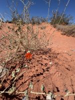 Valley of Fire &ndash; &copy; Anne Fohlert (Eberhardt TRAVEL)