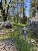 Yosemite Nationalpark &ndash; &copy; Anne Fohlert (Eberhardt TRAVEL)