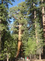 Im Yosemite-Nationalpark