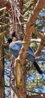 298 Blue Jay