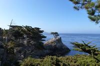 Monterey, 17-Miles-Drive - Lone Cypress