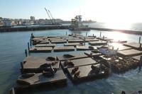 San Francisco, Pier 39