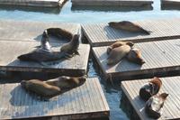 San Francisco, Pier 39