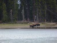 Bisons im Yellowstone Nationalpark
