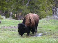Yellowstone Nationalpark, Bison