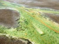 Yellowstone Nationalpark, Norris Geyser Basin