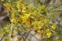 Blütenpracht mitten in der Wüste