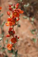 Blütenpracht im Arches Nationalpark