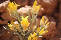 Pflanzenpracht im Bryce Canyon