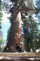 er passt einfach nicht auf's Bild