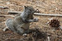 Streifenhörnchen beim Mittagssnack