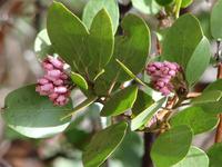 Sequoia-Nationalpark