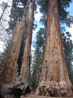 Sequoia-Nationalpark