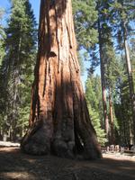 Sequoia