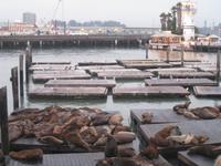 Seals an Pier 39