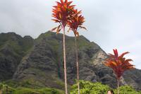 Oahu - Kualoa Ranch