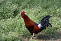 Kauai - Insel der wilden Hähne und Hühner