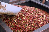 Big Island - Kaffeeplantage Royal Kona