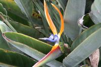 Hawaii - Flora und Fauna